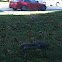 Gray squirrel