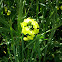 Rapeseed