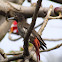 Maroon oriole (juvenile)