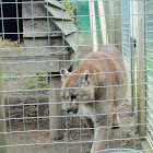 Mountain Lion