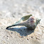 Lightning Whelk