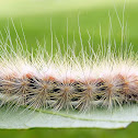 Fall Webworm Moth Caterpillar
