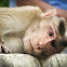 Bonnet Macaque