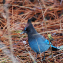 Steller's Jay