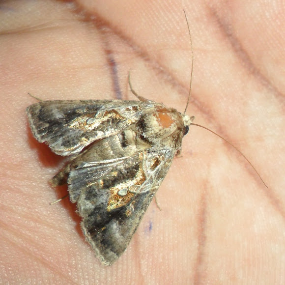 Spotting Image 1