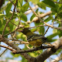 Australasian Yellow Oriole