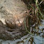 Bull frog