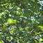 Monarch Butterfly