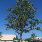 Carrotwood tree