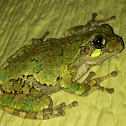 Gray treefrog