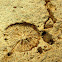Mushroom coral mold fossil