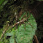 Walking stick