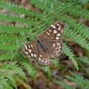Speckled Wood