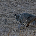 Bobcat