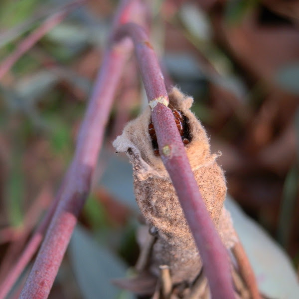Lessstick Case Moth larva Project Noah
