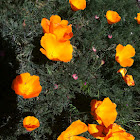 California Poppy