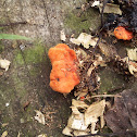 Cinnabar polypore