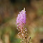 False Spirea
