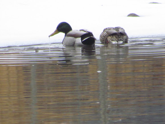 Spotting Image 1