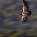 Griffon Vulture