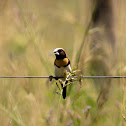 Chestnut breasted mannikin