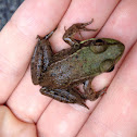 Green frog