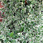 Emerald 'n' Gold euonymus