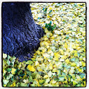 Ginkgo tree
