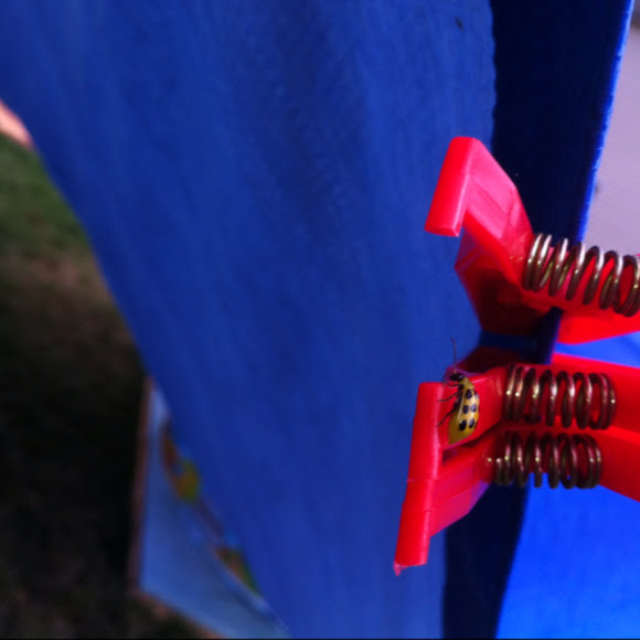 Spotting Image 1