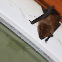 Big Brown Bat