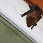 Big Brown Bat