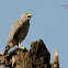 Barred Forest Falcon