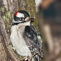 Downy Woodpecker with Frog