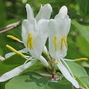 Japanese honeysuckle