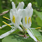 Japanese honeysuckle