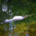 Alligator
