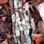 Lichen