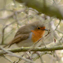 Robin