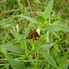 Pava Dart