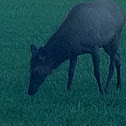 Elk