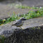 Pygmy Nuthatch