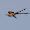 Scissor-tailed Flycatcher