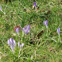 Crocus