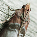 Indian meal moth