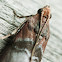 Indian meal moth
