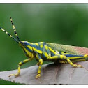 Ak Grasshopper