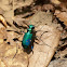 Six-spotted Tiger Beetle
