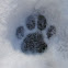 Cat paw print
