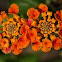 Lantana