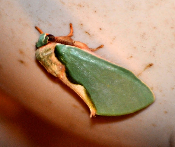 Spotting Image 1